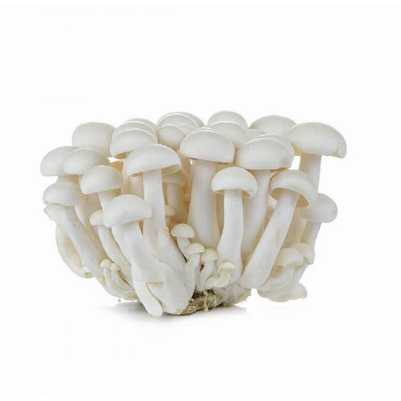 【München】新鲜白玉菇  Frisch Shimeji Weiß Pilze 150g