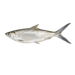 【München】Fisher Farms 牛奶鱼/虱目鱼 Cá măng Milchfisch ganz 600-800g